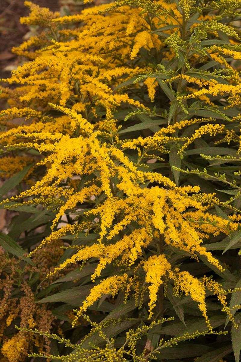 Choose the goldenrod that fits your region and growing conditions