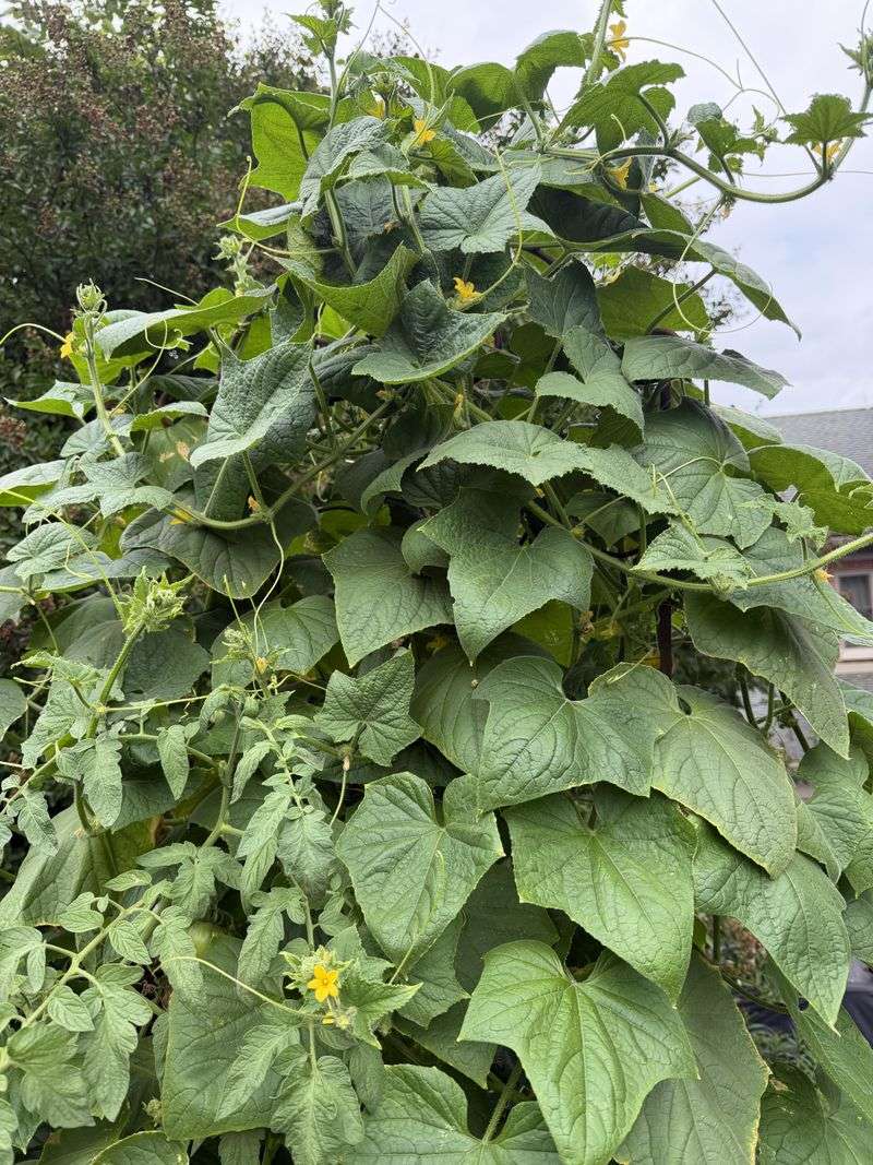 Choose the next planting for its cultivar and local season Choose the next planting for its cultivar and local season
