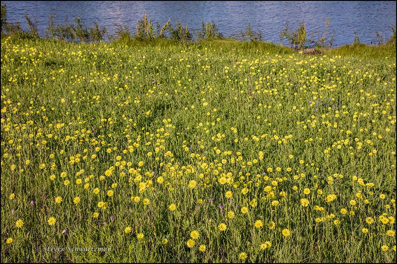 Choose the outcome that matches your lawn