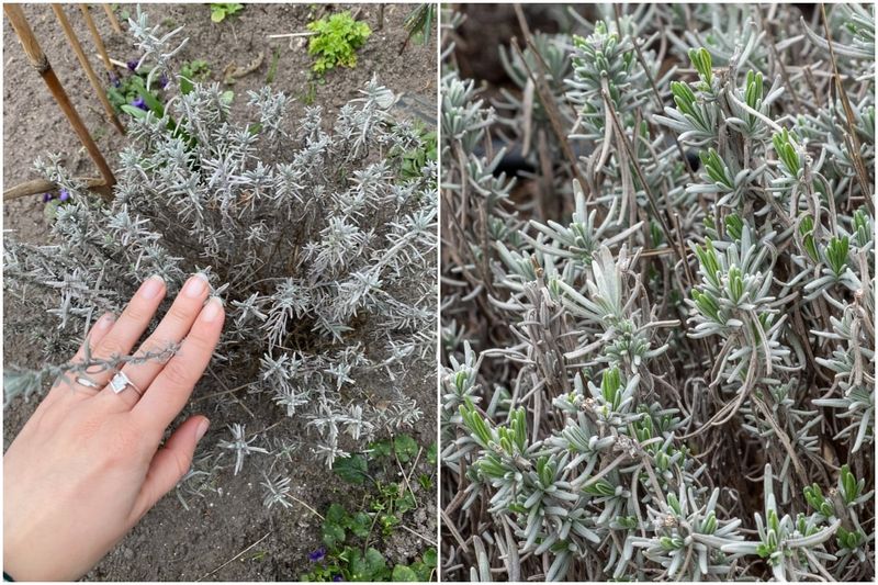 Choose the pruning window for your climate