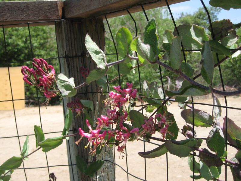Choose the right California honeysuckle