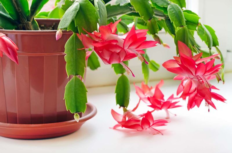 Choose the right-size pot and safer Southern location