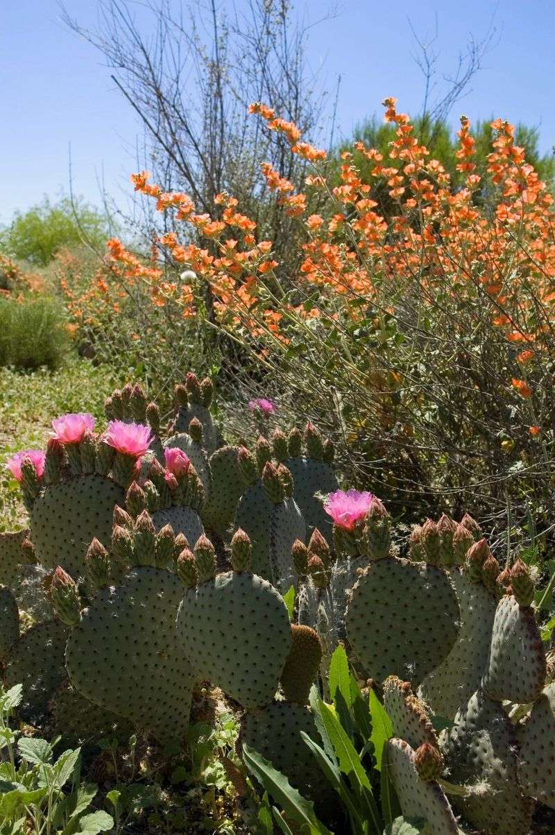 Choose the site and companion plants carefully