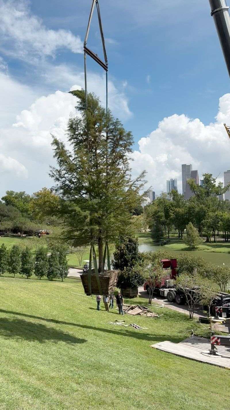 Choose wax myrtle when you want a fast, informal Texas screen
