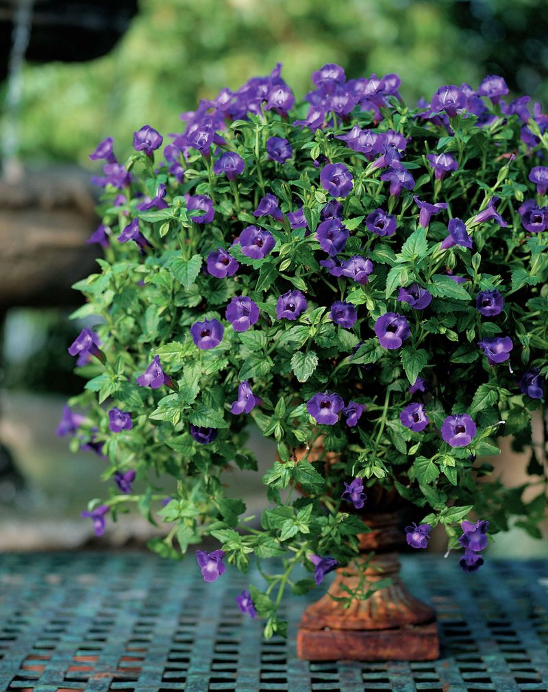 Choose wishbone flower for months of seasonal color Choose wishbone flower for months of seasonal color