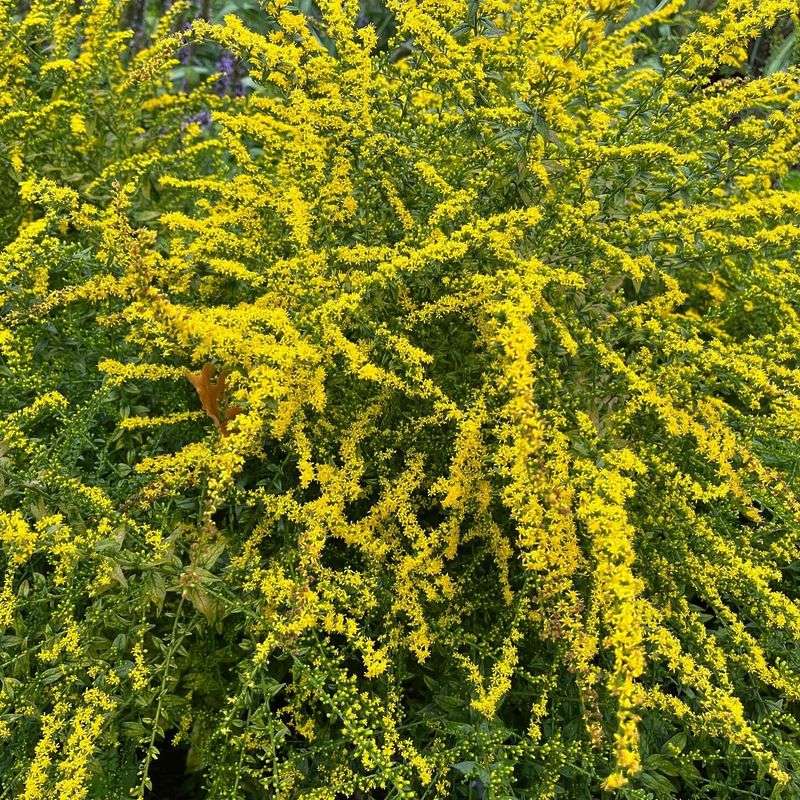 Choose ‘Fireworks’ for a more contained garden form