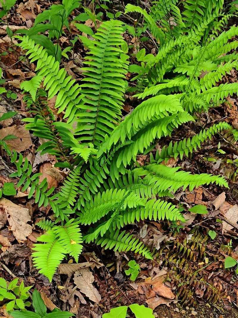 Christmas Fern