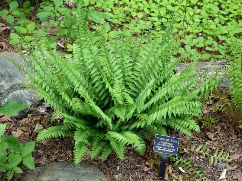 Christmas Fern (Polystichum acrostichoides)