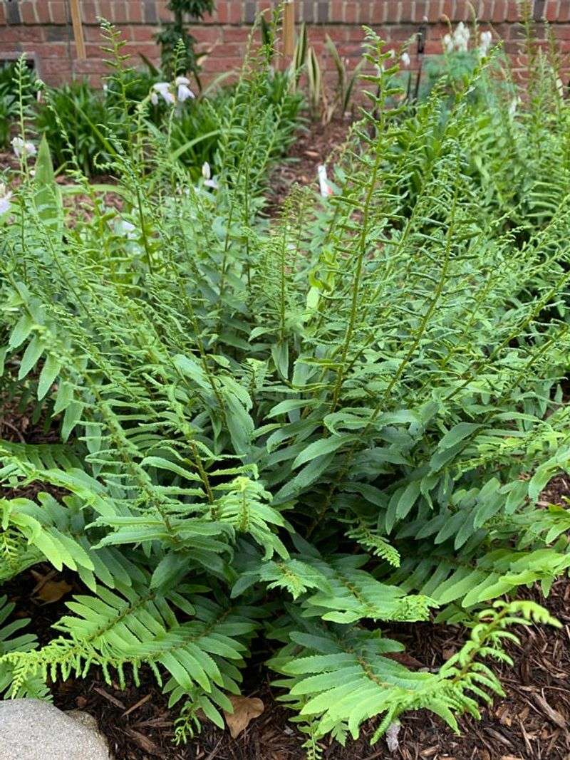 Christmas Fern