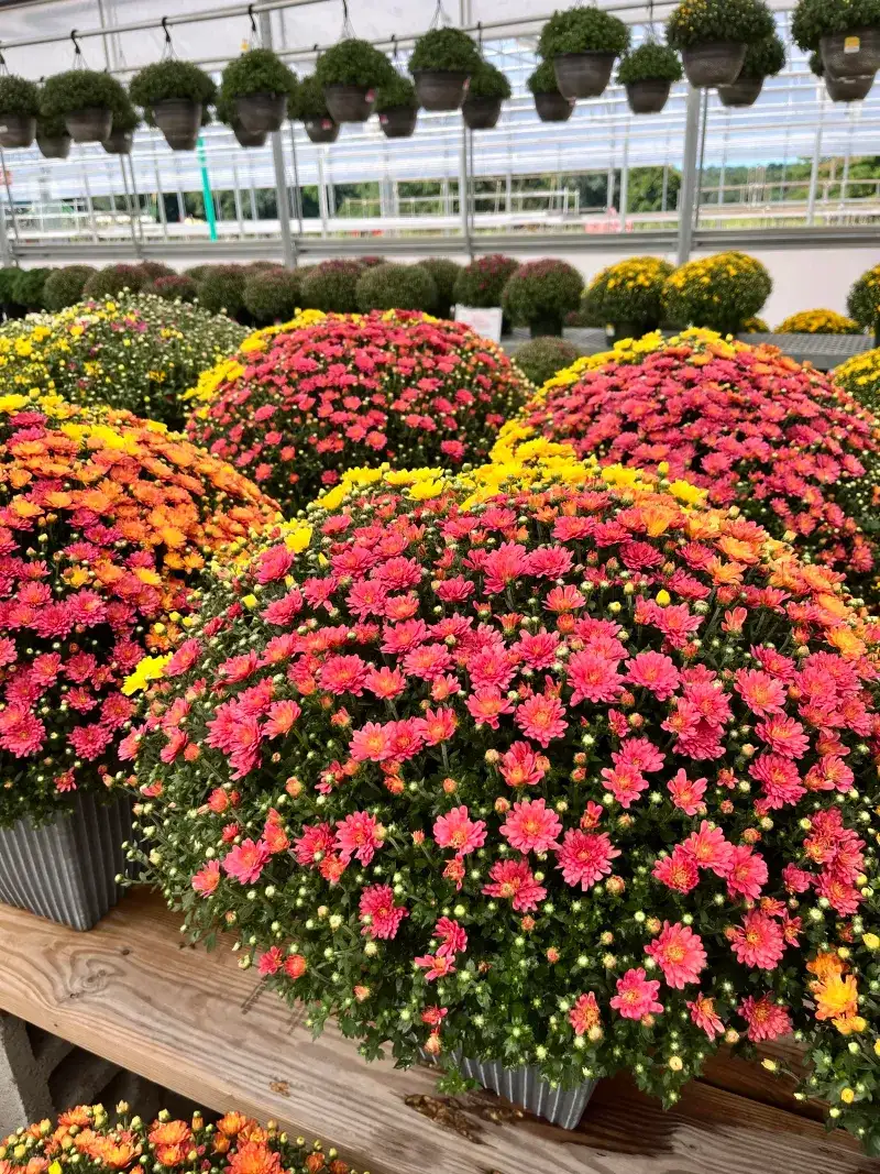 Chrysanthemums (Garden Mums)