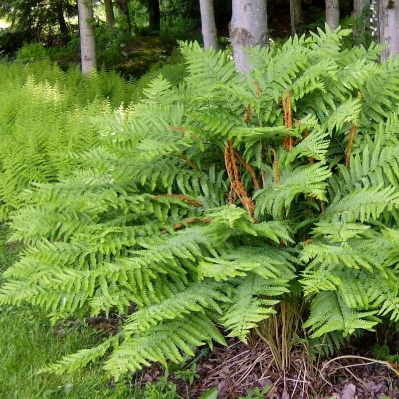 Cinnamon Fern