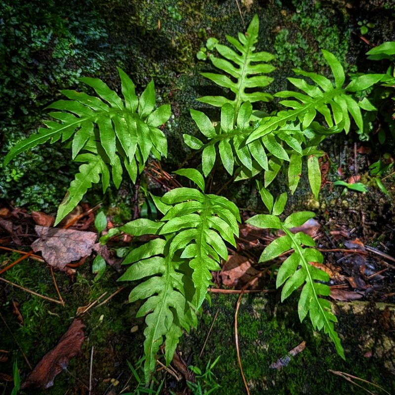 Cinnamon Fern's Cousin: The Netted Chain Fern