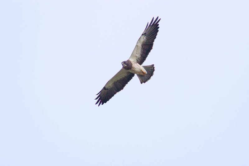 Circling does not establish that a hunt is underway