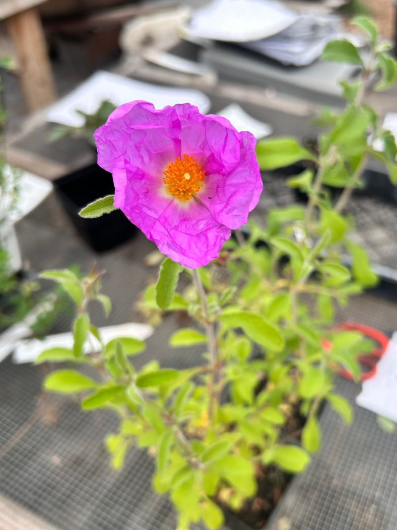 Cistus and Coastal Specialty Growers (Central Coast)