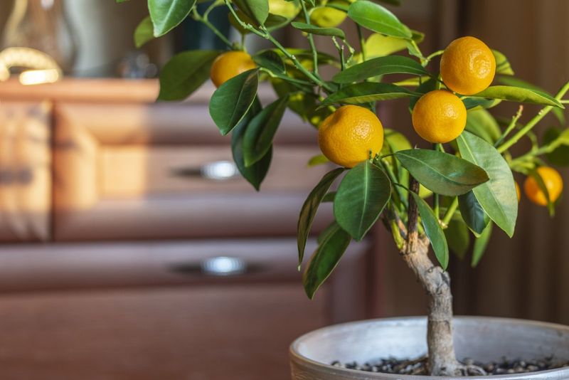Citrus Trees