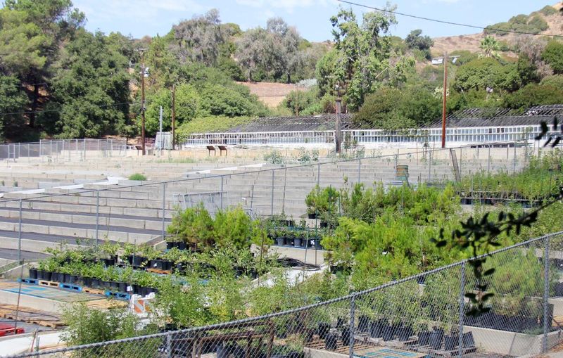 City Plants in Los Angeles