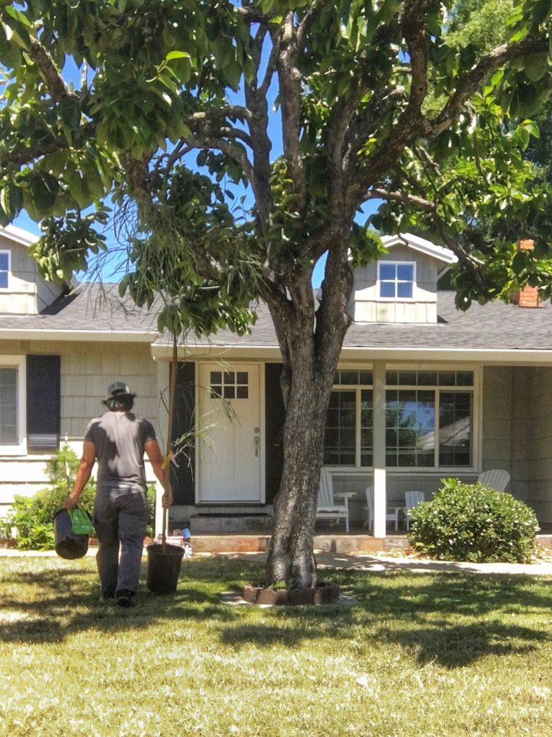 City and Municipal Free Tree Programs