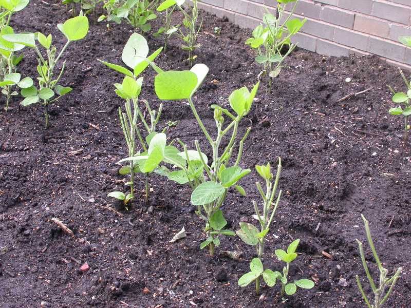 Clean cuts point away from slug feeding