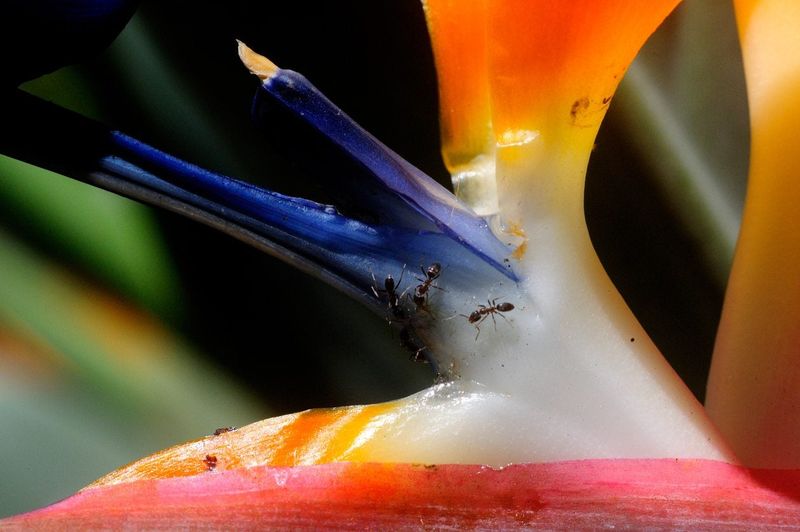 Clean up the plant and check for seasonal pests