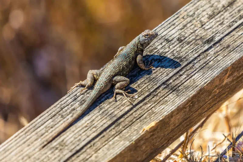 Cleanup can remove refuge without deliberately harming lizards