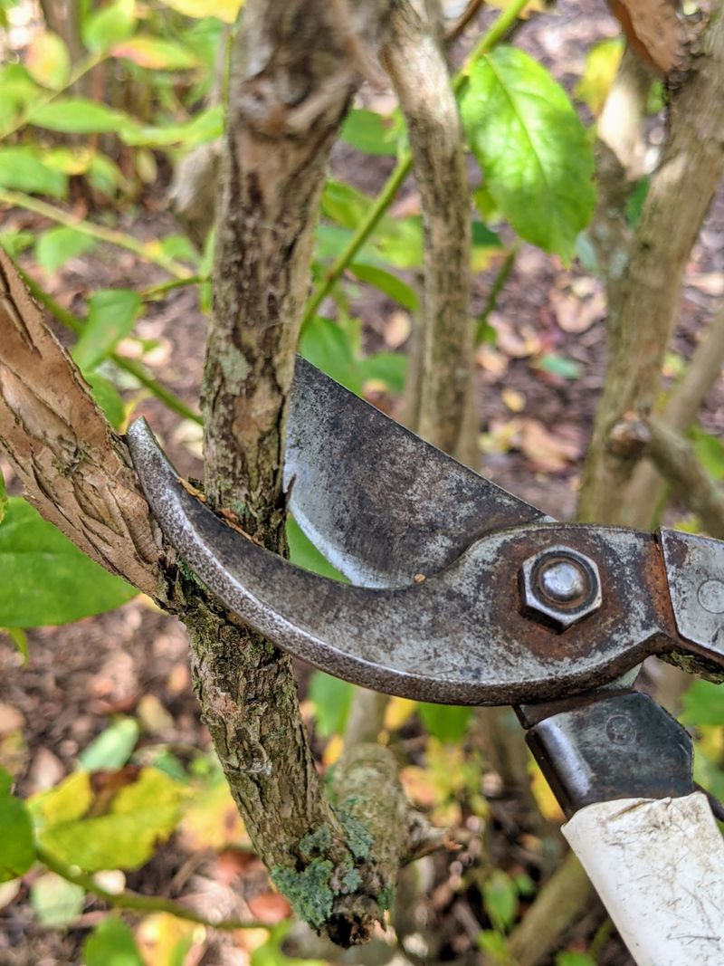 Clear out wood that cannot earn its space Clear out wood that cannot earn its space
