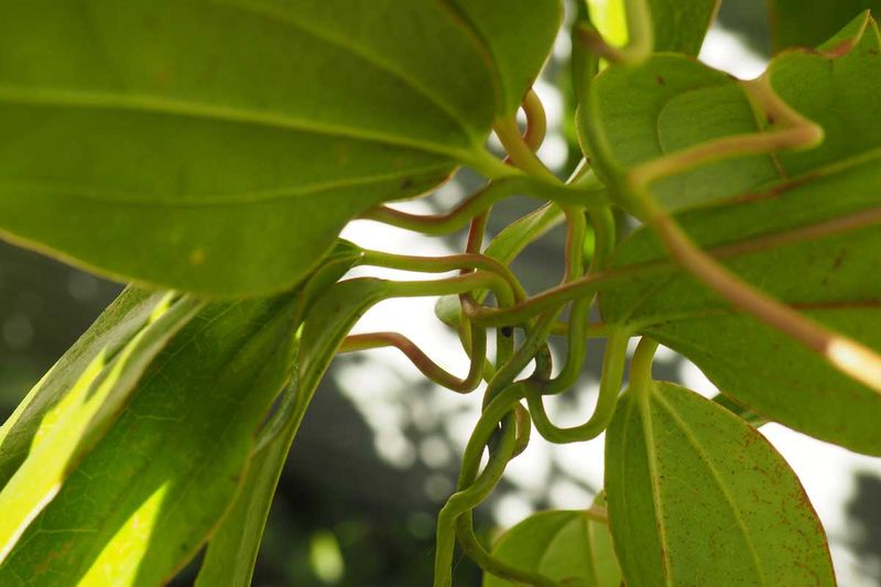 Clematis grip with leaf petioles