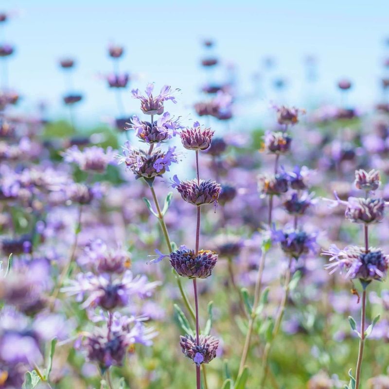 Cleveland Sage (Salvia clevelandii)