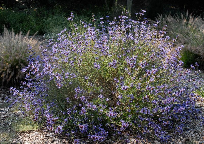 Cleveland Sage (Salvia clevelandii)