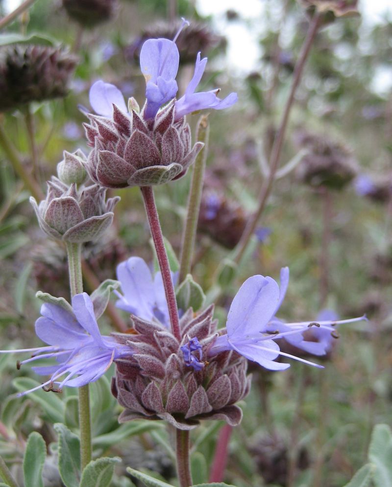Cleveland Sage (Salvia clevelandii) Cleveland Sage (Salvia clevelandii)