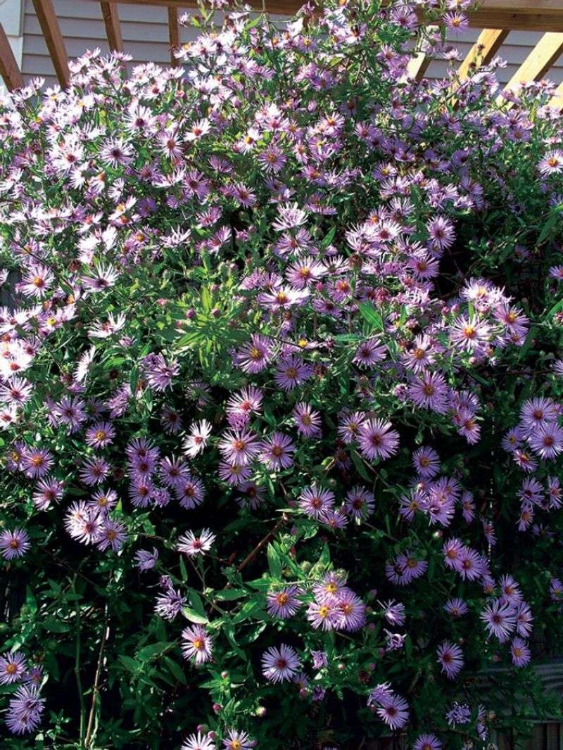 Climbing Aster