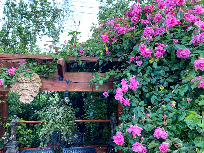 Climbing Pinkie Rose