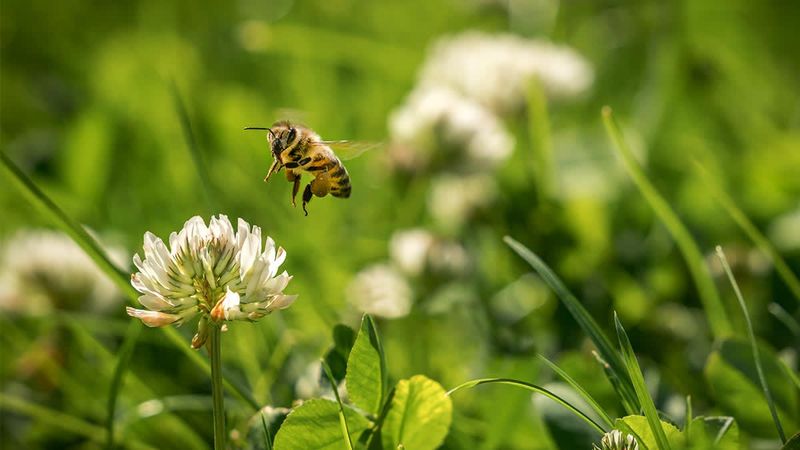 Clover Can Feed Pollinators Without Replacing Native Plants