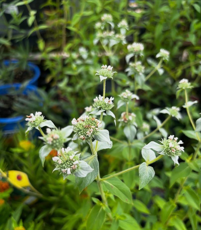Clustered Mountain Mint