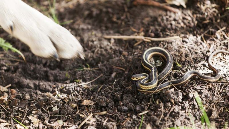 Cluttered Sheds and Storage Areas