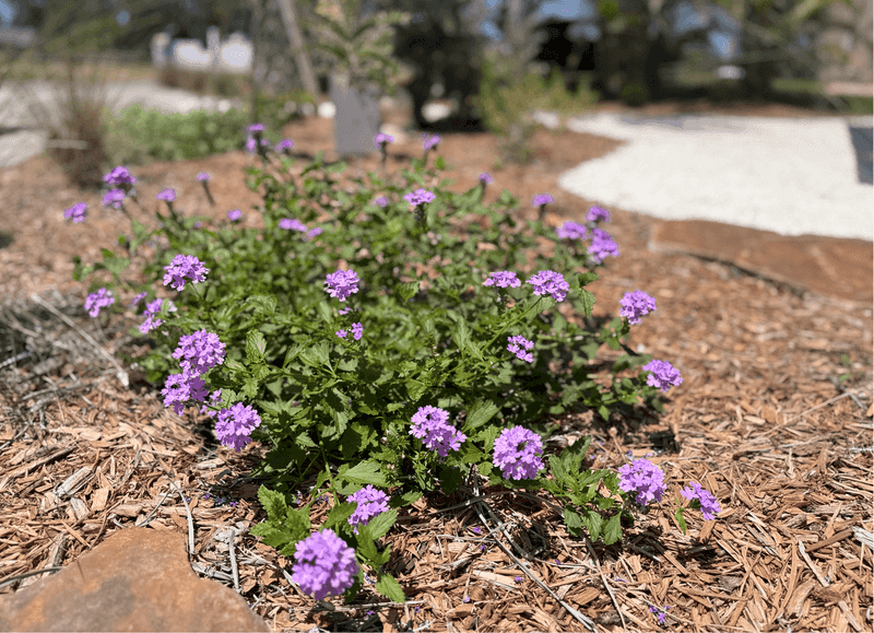 Coastal Beach Verbena