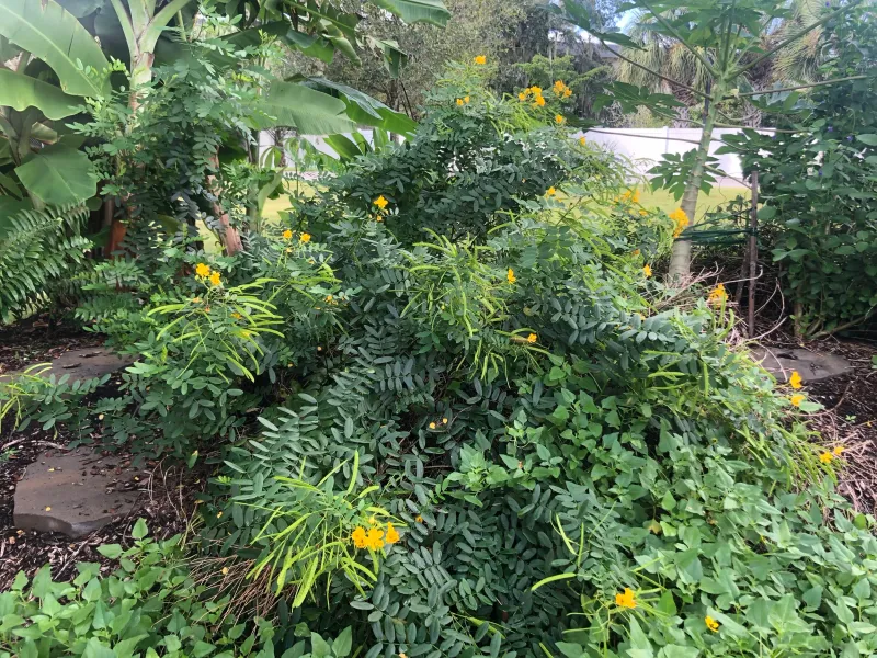 Coccoloba Chapter Native Plant Sales