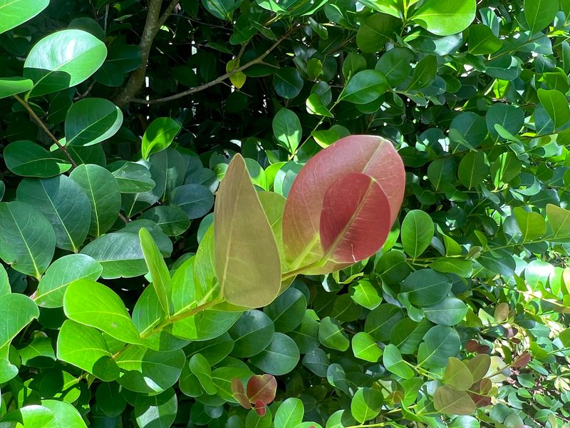 Cocoplum Cocoplum