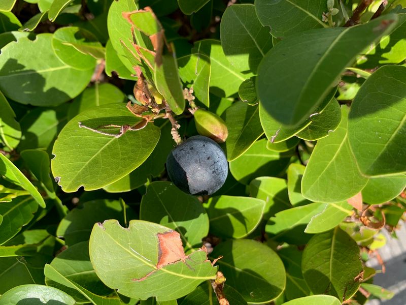 Cocoplum