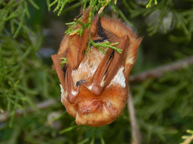 Coexist with bats without handling or trapping them