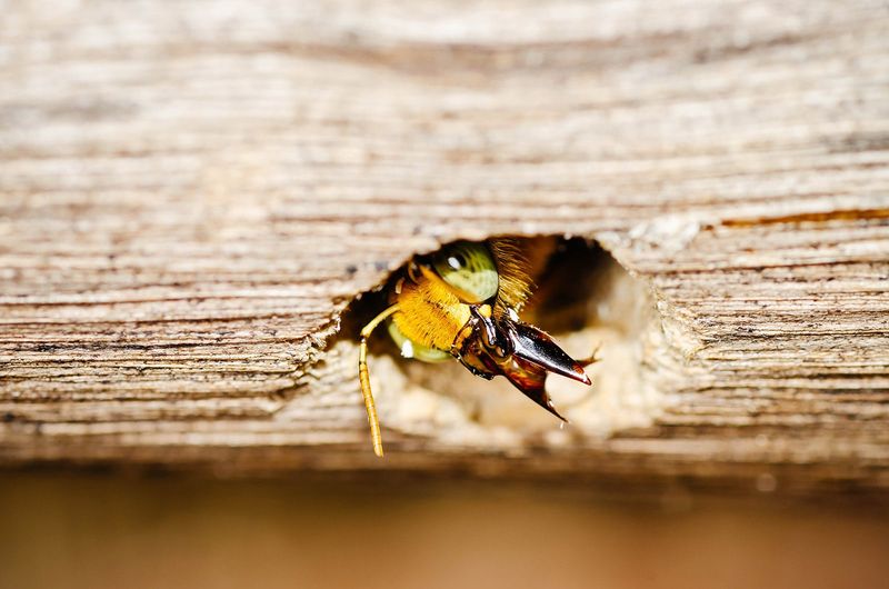 Coexistence can suit a sound, nonstructural porch area