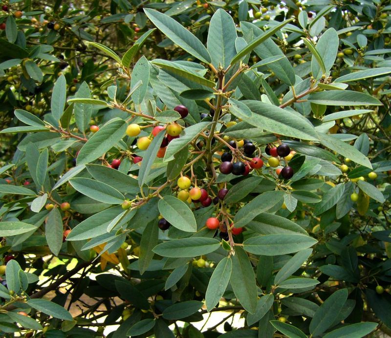 Coffeeberry (Frangula californica) Coffeeberry (Frangula californica)