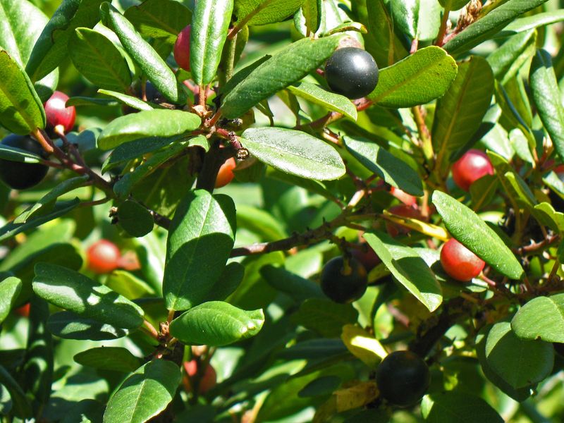 Coffeeberry (Frangula californica)