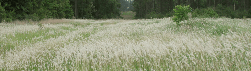 Cogongrass