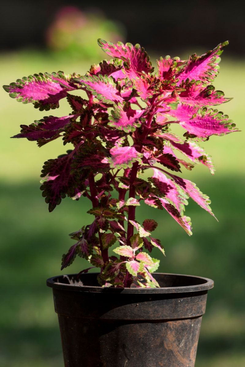 Coleus