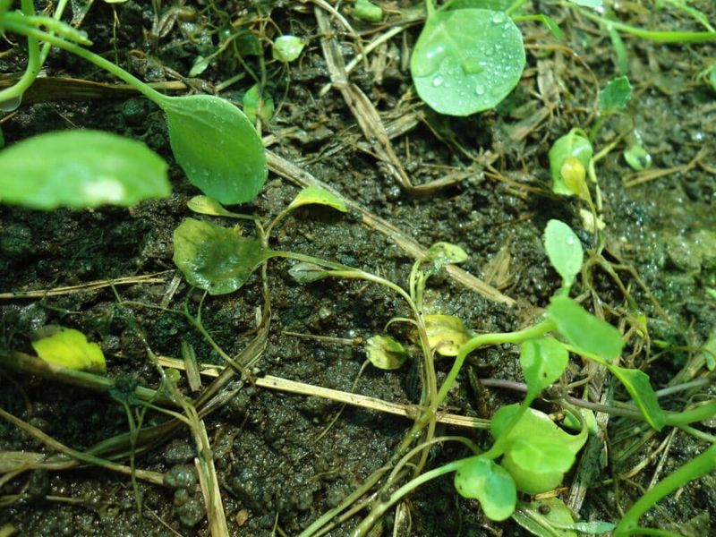 Collapsed Stems, Chewed Leaves, and Mosaic Growth Need Different Decisions Collapsed Stems, Chewed Leaves, and Mosaic Growth Need Different Decisions
