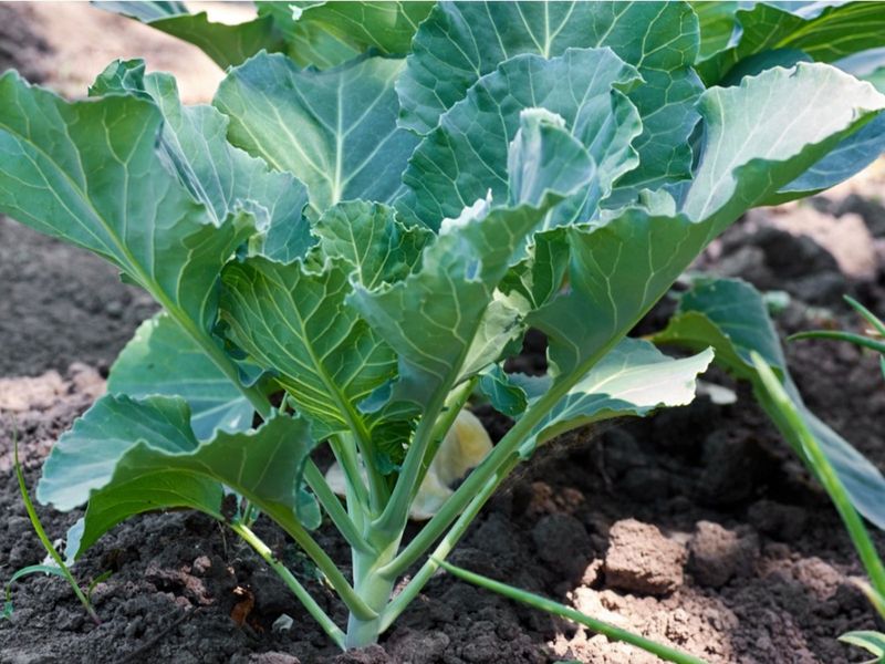 Collard Greens