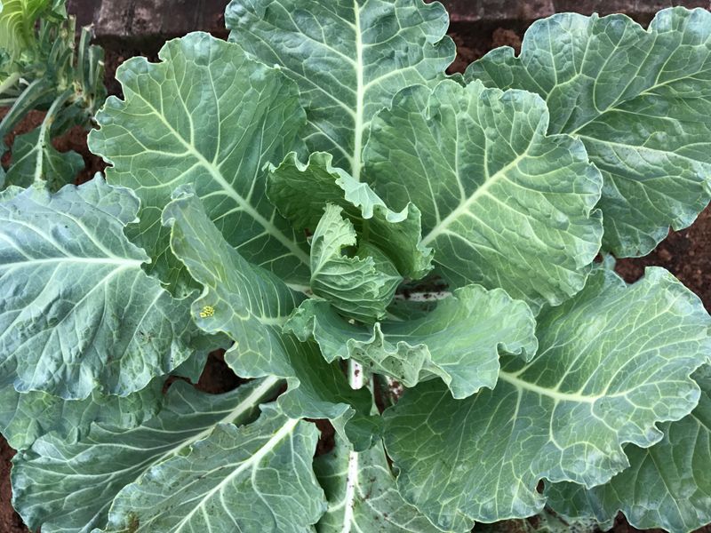 Collards
