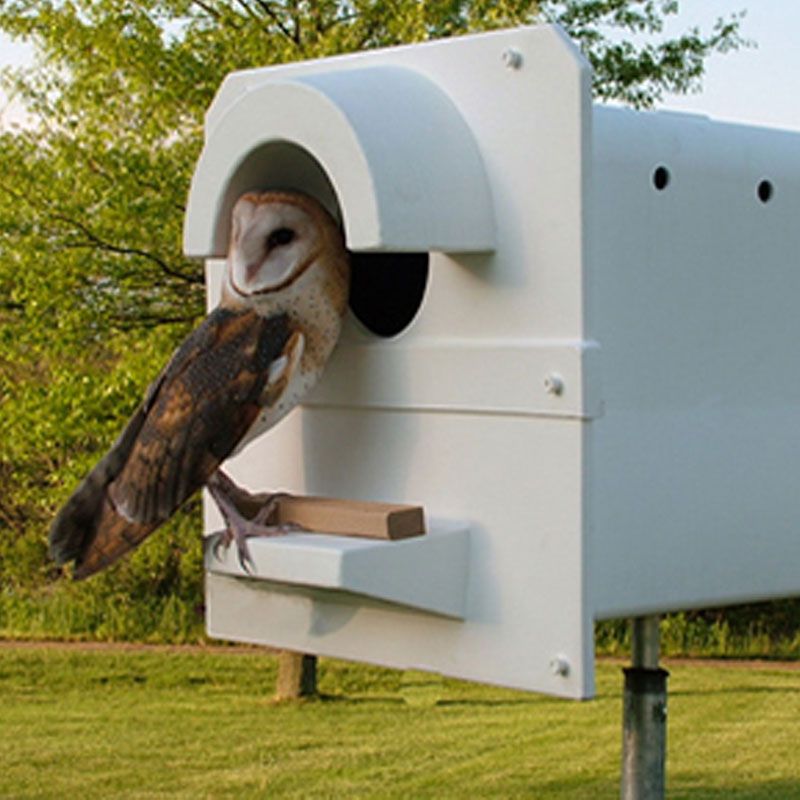 Combine owl habitat with proven rodent-management tools