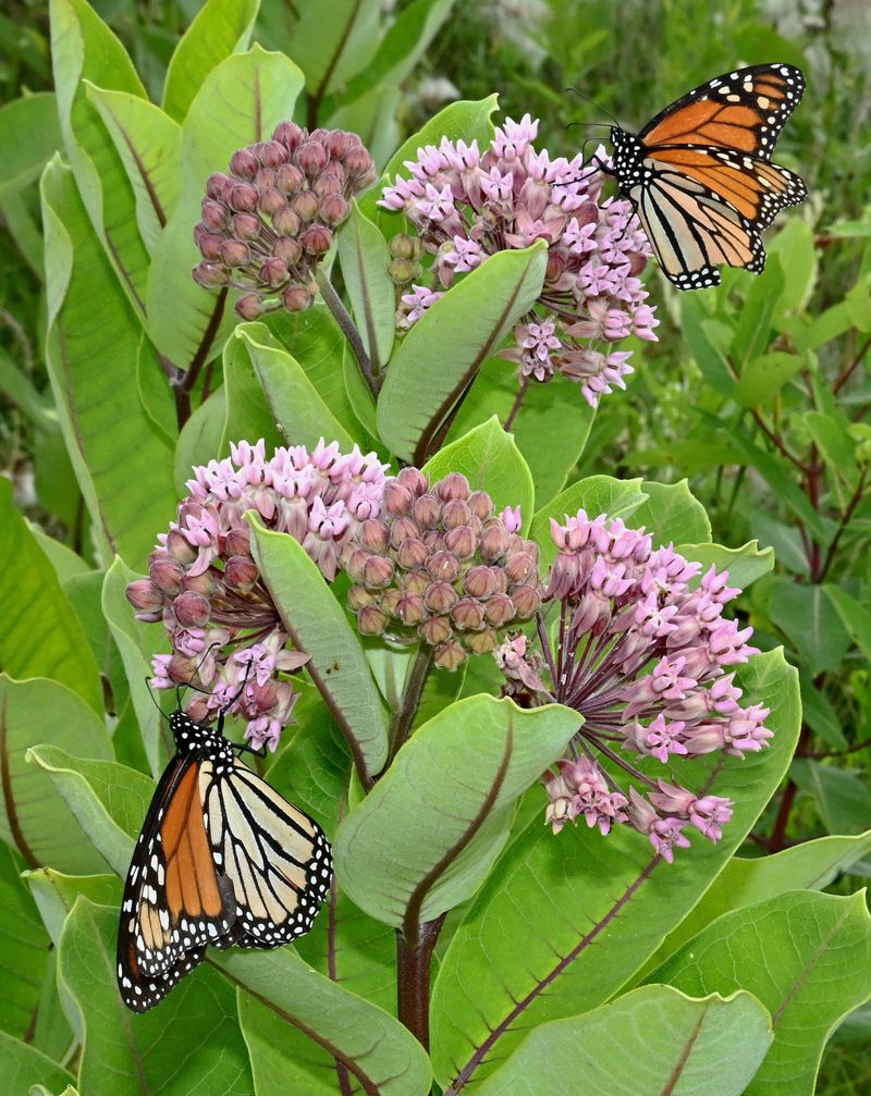 Common Milkweed