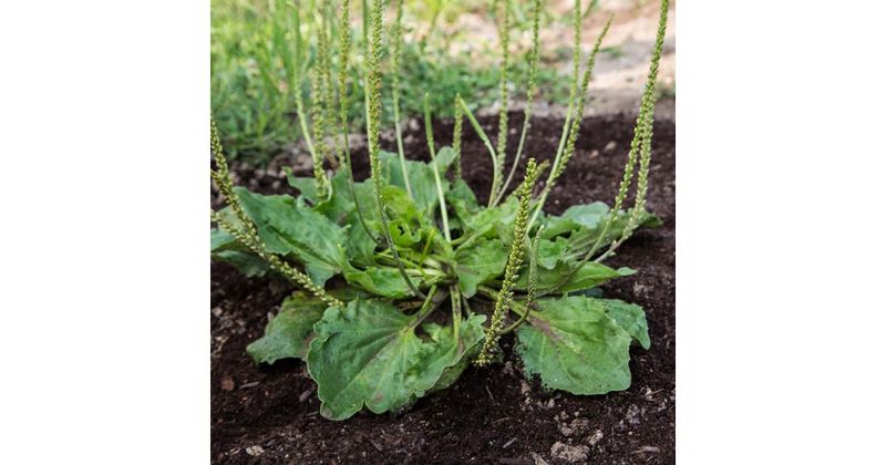 Common Plantain